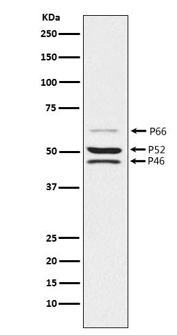 Anti-SHC Rabbit Monoclonal Antibody