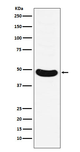 Anti-HB9 Rabbit Monoclonal Antibody