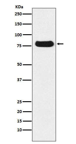 Anti-THO Complex Subunit 1 Rabbit Monoclonal Antibody