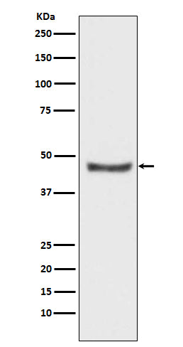 Anti-PHD2 Rabbit Monoclonal Antibody