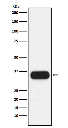 Anti-HLA DQA1 Rabbit Monoclonal Antibody