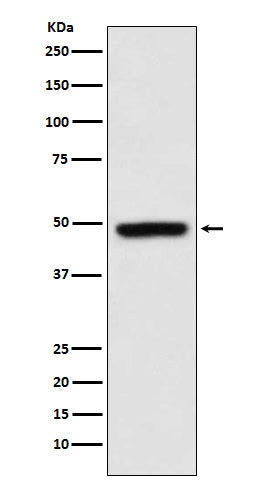Anti-MEIS1 Rabbit Monoclonal Antibody