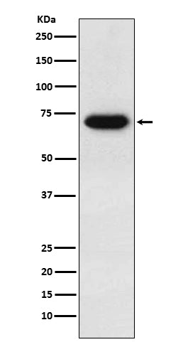 Anti-CD39 Rabbit Monoclonal Antibody