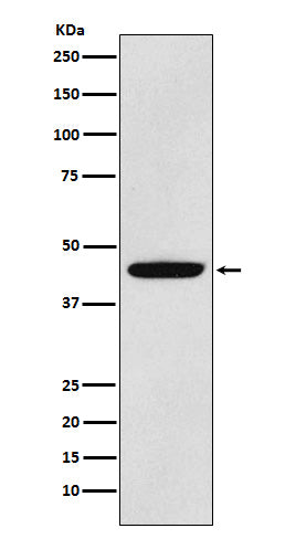Anti-PDK1 Rabbit Monoclonal Antibody
