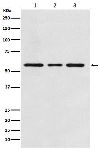 Anti-ALK-1 Rabbit Monoclonal Antibody