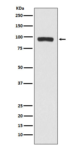 Anti-Butyrylcholinesterase Rabbit Monoclonal Antibody