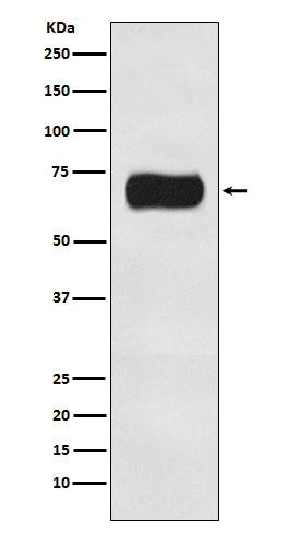 Anti-ATG16L1 Rabbit Monoclonal Antibody