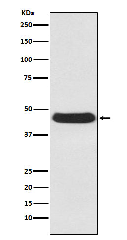 Anti-ATG4B Rabbit Monoclonal Antibody
