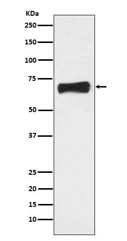 Anti-NR5A2 Rabbit Monoclonal Antibody