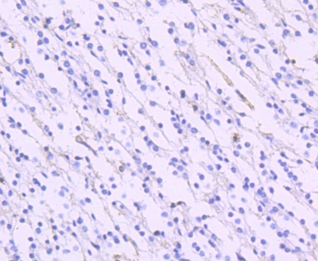 Anti-EAAT1 Rabbit Monoclonal Antibody