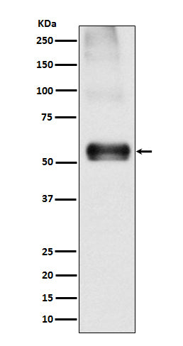 Anti-EAAT1 Rabbit Monoclonal Antibody