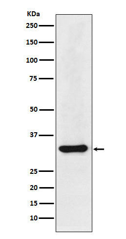Anti-hnRNP A1 Rabbit Monoclonal Antibody