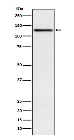 Anti-Involucrin Rabbit Monoclonal Antibody