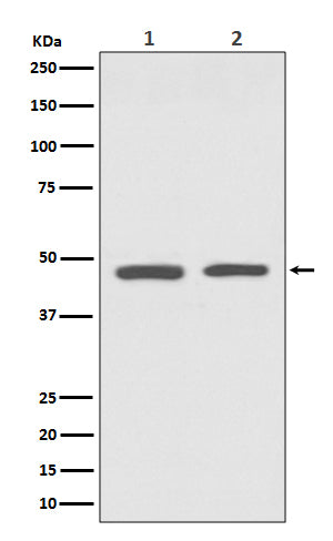 Anti-GATA3 Rabbit Monoclonal Antibody