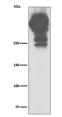 Anti-Mucin 5AC Rabbit Monoclonal Antibody