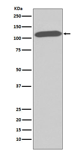 Anti-CD26 Rabbit Monoclonal Antibody