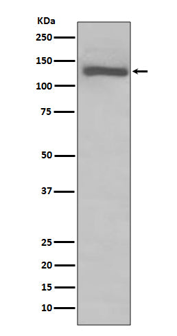 Anti-Toll-Like Receptor 7 Rabbit Monoclonal Antibody