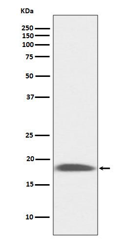 Anti-Ly6A/E Rabbit Monoclonal Antibody