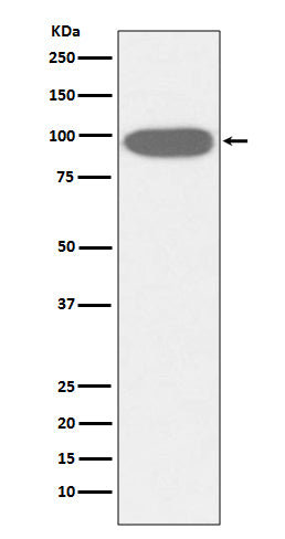 Anti-GRP94 Rabbit Monoclonal Antibody