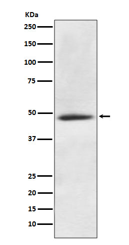 Anti-CaMKII alpha Rabbit Monoclonal Antibody