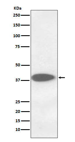 Anti-Cathepsin B Rabbit Monoclonal Antibody