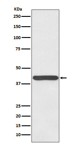 Anti-Haptoglobin Rabbit Monoclonal Antibody