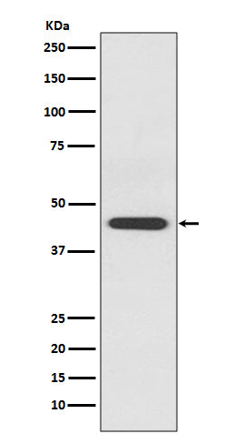 Anti-EDG1 Rabbit Monoclonal Antibody