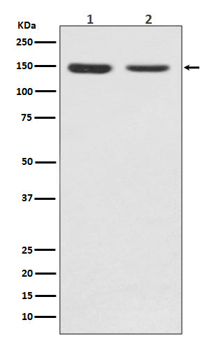 Anti-FGFR2 Rabbit Monoclonal Antibody