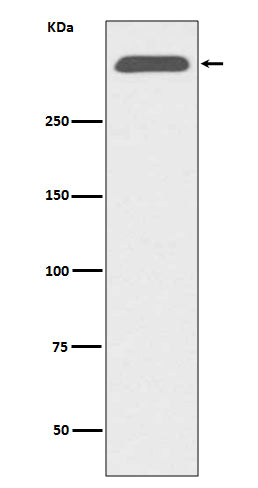 Anti-ApoB Rabbit Monoclonal Antibody