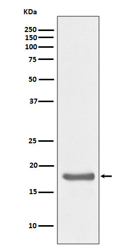 Anti-IL-10 Rabbit Monoclonal Antibody