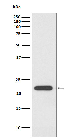 Anti-Peroxiredoxin 1 Rabbit Monoclonal Antibody