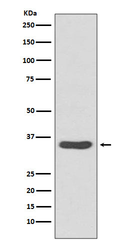 Anti-CDCA5 Rabbit Monoclonal Antibody