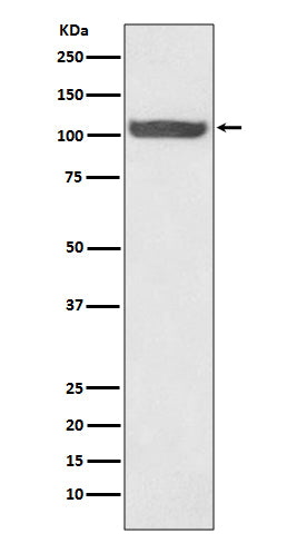 Anti-Hsp110 Rabbit Monoclonal Antibody