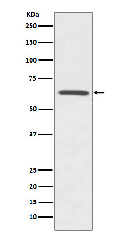 Anti-CDC42EP1 Rabbit Monoclonal Antibody