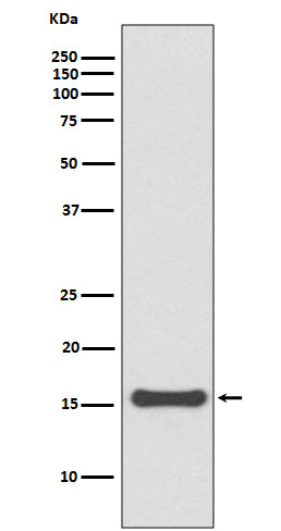 Anti-SUMO4 Rabbit Monoclonal Antibody