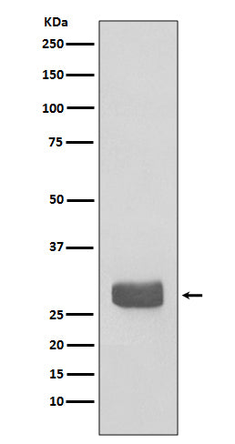 Anti-14-3-3 epsilon Rabbit Monoclonal Antibody