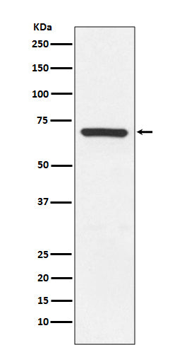 Anti-MEKK3 Rabbit Monoclonal Antibody