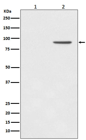 Anti-Phospho-STAT1 (Tyr701) Rabbit Monoclonal Antibody