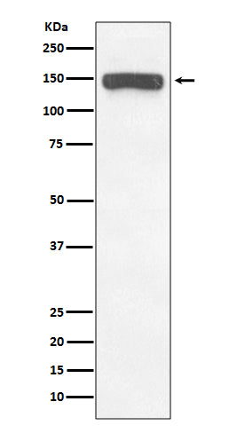 Anti-Collagen VI alpha 1/2/3 Rabbit Monoclonal Antibody