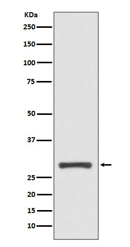 Anti-14-3-3 sigma Rabbit Monoclonal Antibody