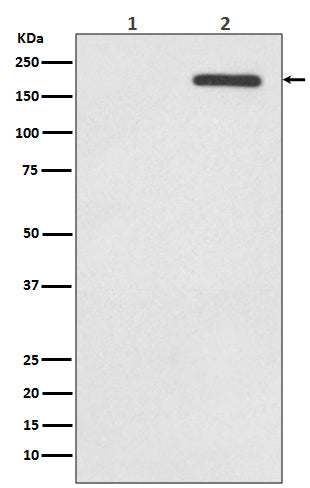 Anti-Phospho-EGFR (Tyr1068) Rabbit Monoclonal Antibody