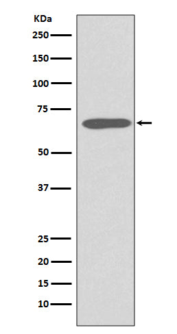 Anti-Cytokeratin 1 Rabbit Monoclonal Antibody