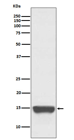 Anti-CD266 Rabbit Monoclonal Antibody