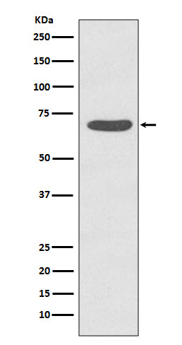 Anti-Phospho-PKC zeta (Thr560) Rabbit Monoclonal Antibody