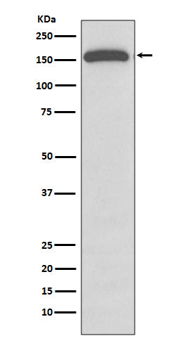 Anti-GLI1 Rabbit Monoclonal Antibody