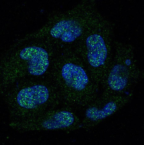 Anti-Caspase 8 Rabbit Monoclonal Antibody