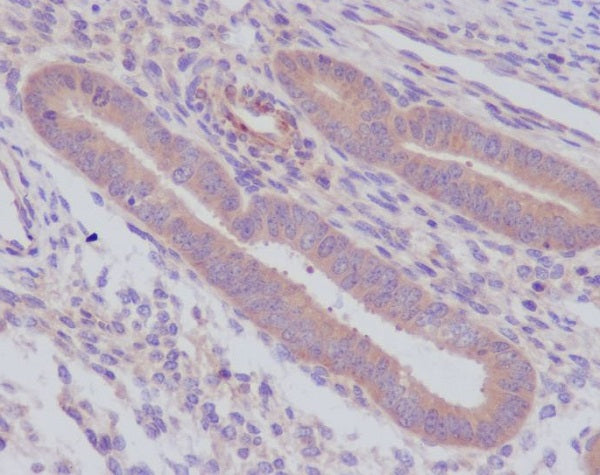 Anti-Caspase 8 Rabbit Monoclonal Antibody