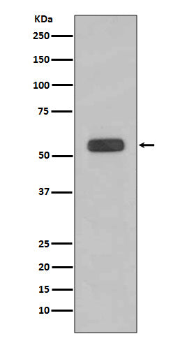 Anti-Caspase 8 Rabbit Monoclonal Antibody