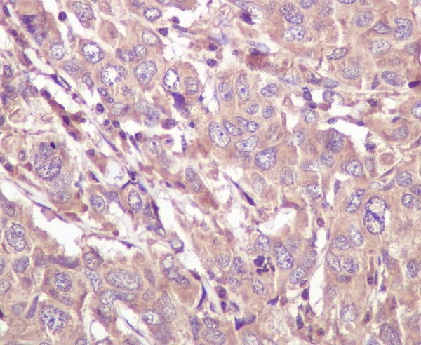 Anti-Caspase 5 Rabbit Monoclonal Antibody