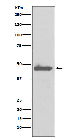 Anti-Caspase 5 Rabbit Monoclonal Antibody